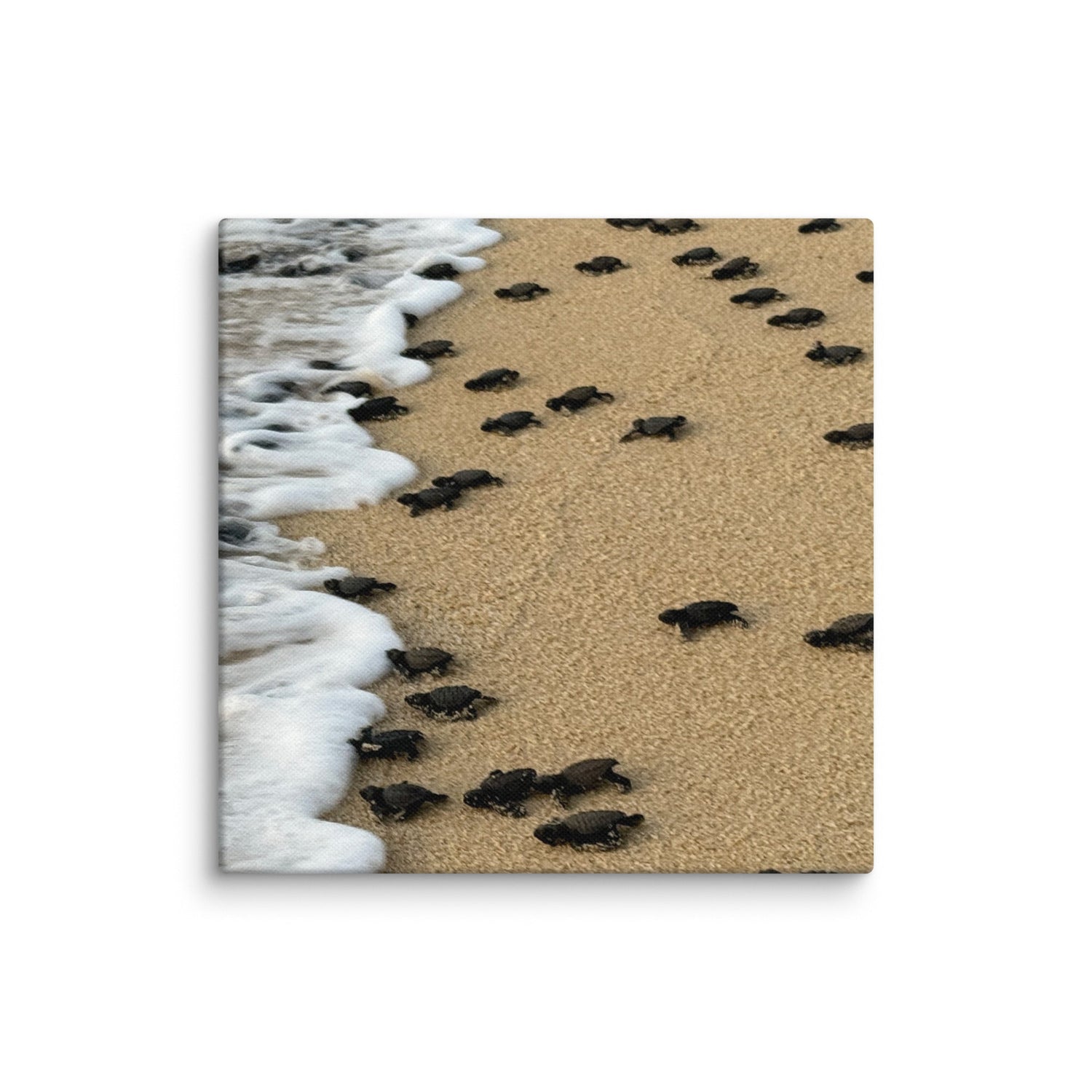 Wildlife